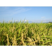 【平成23年産新米】 精米会津産こしひかり 食味ランキング”特Ａ”の米　会津産コシヒカリ100％ 